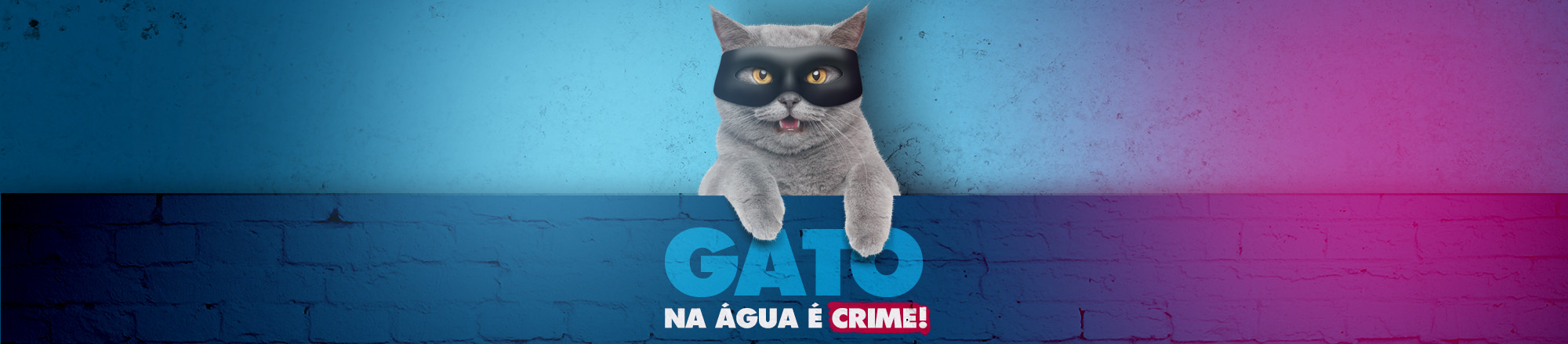 campanha gato